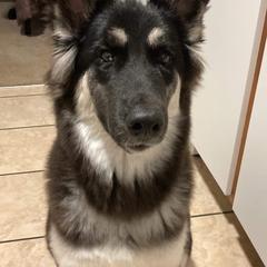 Siberian Husky Puppies from Star Blue Siberians