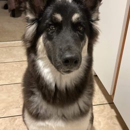 Siberian Husky Puppies from Star Blue Siberians