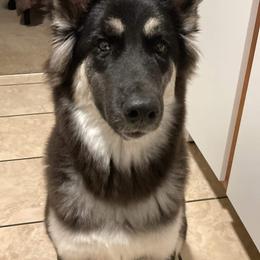 Siberian Husky Puppies from Star Blue Siberians