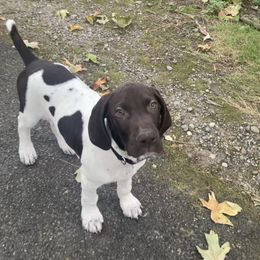 German Shorthaired Pointer Puppies from Wooldridge Kennels
