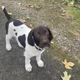 German Shorthaired Pointer Puppies from Wooldridge Kennels