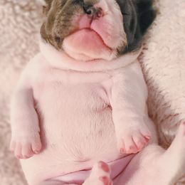 French Bulldog Puppies from PEERLESS French Bulldogs
