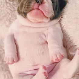 French Bulldog Puppies from PEERLESS French Bulldogs