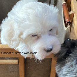 Havanese and Labrador Retriever Puppies from Hudson Valley Labradors and Havanese of Claverack