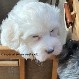 Havanese and Labrador Retriever Puppies from Hudson Valley Labradors and Havanese of Claverack
