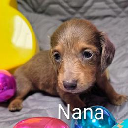 Nana - Blue and tan female Dachshund puppy in Vacaville, California from SchmooterBabies