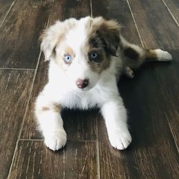 Australian Shepherd Puppies from Topaz Aussie’s