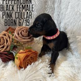 Peppercorn - Black and rust female Doberman Pinscher puppy in Wellington, Ohio from Jessie (TDD, llc)