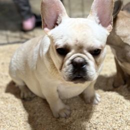 French Bulldog and Labrador Retriever Puppies from Desiree Ortiz's French Bull Dogs and Labrador Retrievers