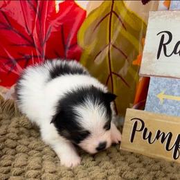 AKC Jamie - Black and tan male Pomeranian puppy in Byron, Georgia from Tracys Pom Palace