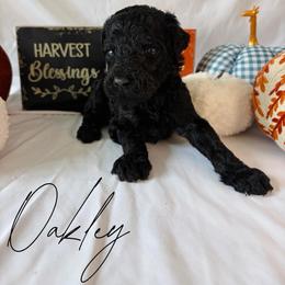 Oakley - Black male Goldendoodle puppy in Cedartown, Georgia from Loyal Doodles