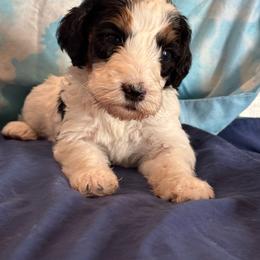 Templeton - Tri-color male Bernedoodle puppy in Longmont, Colorado from Colorado Miniature Bernedoodle Puppies