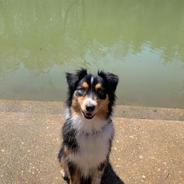 Australian Shepherd All Grown Up from CoralBlitz Australian Shepherd