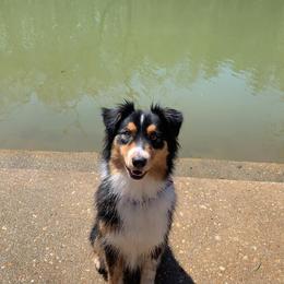 Australian Shepherd All Grown Up from CoralBlitz Australian Shepherd