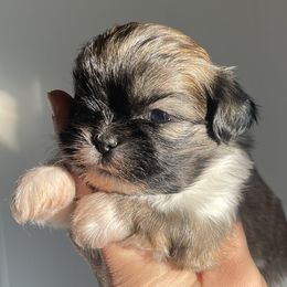 Princess Leia - Brindle and white Shih Tzu puppy in California from Eunice's Shih Tzu