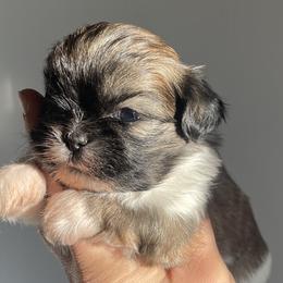 Princess Leia - Brindle and white Shih Tzu puppy in California from Eunice's Shih Tzu