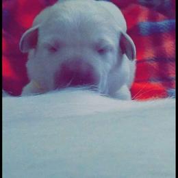 Labrador Retriever Puppies from A.L. English Labradors