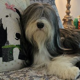 Bearded Collies from Melrose Bearded Collies