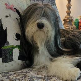 Bearded Collies from Melrose Bearded Collies