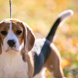 Beagle All Grown Up from Joyful Noise Beagles