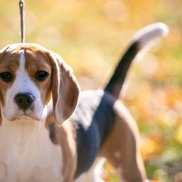 Beagle All Grown Up from Joyful Noise Beagles