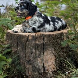 Catahoula Leopard Dog and Cocker Spaniel Puppies from Rich Cat’s