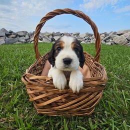 Brook - Black white and tan female English Springer Spaniel puppy in Columbia, North Carolina from Columbia Spaniels