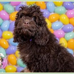 Raisen - Brown and tan female Cockapoo puppy in Connersville, Indiana from Deaz Doodle Ranch