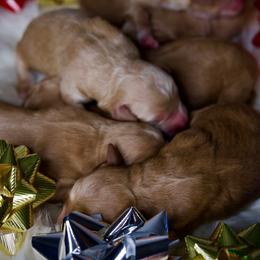 Fourth pick Female - Apricot female Goldendoodle puppy in Mc Arthur, California from California Golden Love