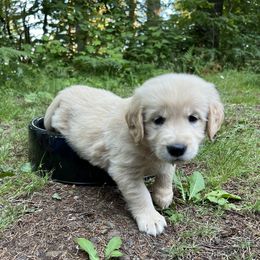 Golden Retriever Puppies from Anna's Golden Retrievers