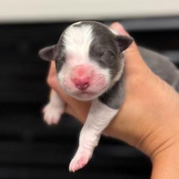Rogue - Blue male Border Collie puppy in Kalispell, Montana from North Fork Border Collies