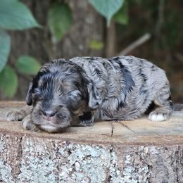 Gemma - Merle female Cockapoo puppy in Louisburg, North Carolina from Raven Oak's Shepherds