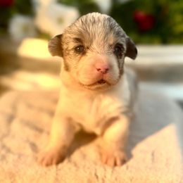 Iridessa (2800) - White merle female American Corgi puppy in Valley, Washington from Corgis of the Mountain Valley