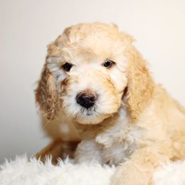 Goldendoodle, Havapoo, Labradoodle, and Springerdoodle Puppies from Oregon Valley Pups