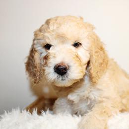 Goldendoodle, Havapoo, Labradoodle, and Springerdoodle Puppies from Oregon Valley Pups