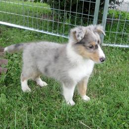 Shetland Sheepdog Puppies from Fancypants Shetland Sheepdogs