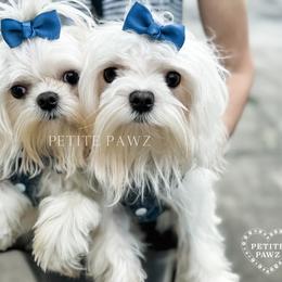Mal-Shi and Maltese Puppies from Petite Pawz