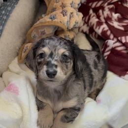 Dachshund Puppies from Birkin’ Paws