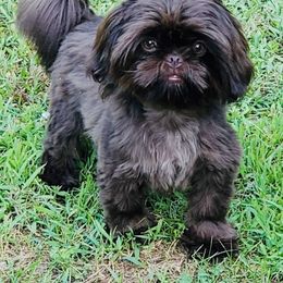 Uzi - Shih Tzu