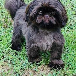 Uzi - Shih Tzu