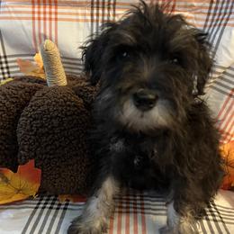 Girl 1 - female Miniature Schnauzer puppy in Huntsville, Alabama from Edwin and Donna Lawrence