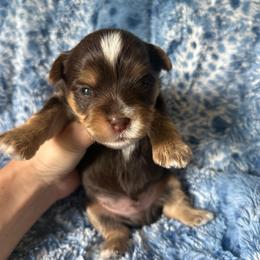 Mousse (Blue) - Chocolate, tan and white male Yorkshire Terrier puppy in Parkersburg, West Virginia from Chocolate Diamonds in the RUFF