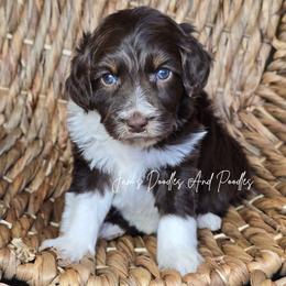 Nile - Brown and white male Aussiedoodle puppy in Cleveland, Georgia from Jam's Doodles And Poodles
