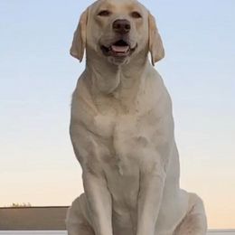 Labrador Retrievers from Weeping Willows Labradors