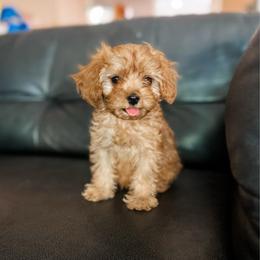 Bitsy - Red female Cavapoo puppy in Saint George, Utah from Fitzdoodles