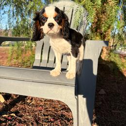 Princess - Tri-color female Cavalier King Charles Spaniel puppy in Temecula, California from Diamond Cavaliers