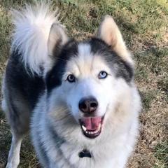 Bubbs - Siberian Husky