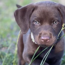 Labrador Retrievers from Hunter's Rose Kennel