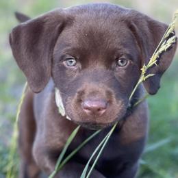Labrador Retrievers from Hunter's Rose Kennel