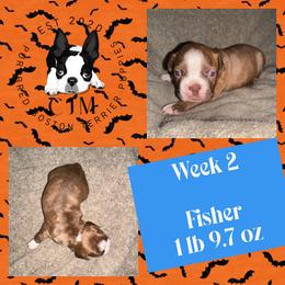 Fisher - Black brindle and white male Boston Terrier puppy in Jupiter, Florida from CJM Boston and Boxer Puppies